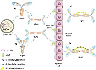 Frontiers Advances In Iga Glycosylation And Its Correlation With Diseases